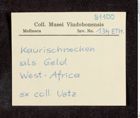 Etikett zu Kaurigeld (NHMW-ZOO-MO-0081100-ETH-134)